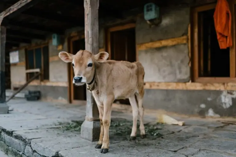 How The Heifer International Foundation is Empowering People Worldwide