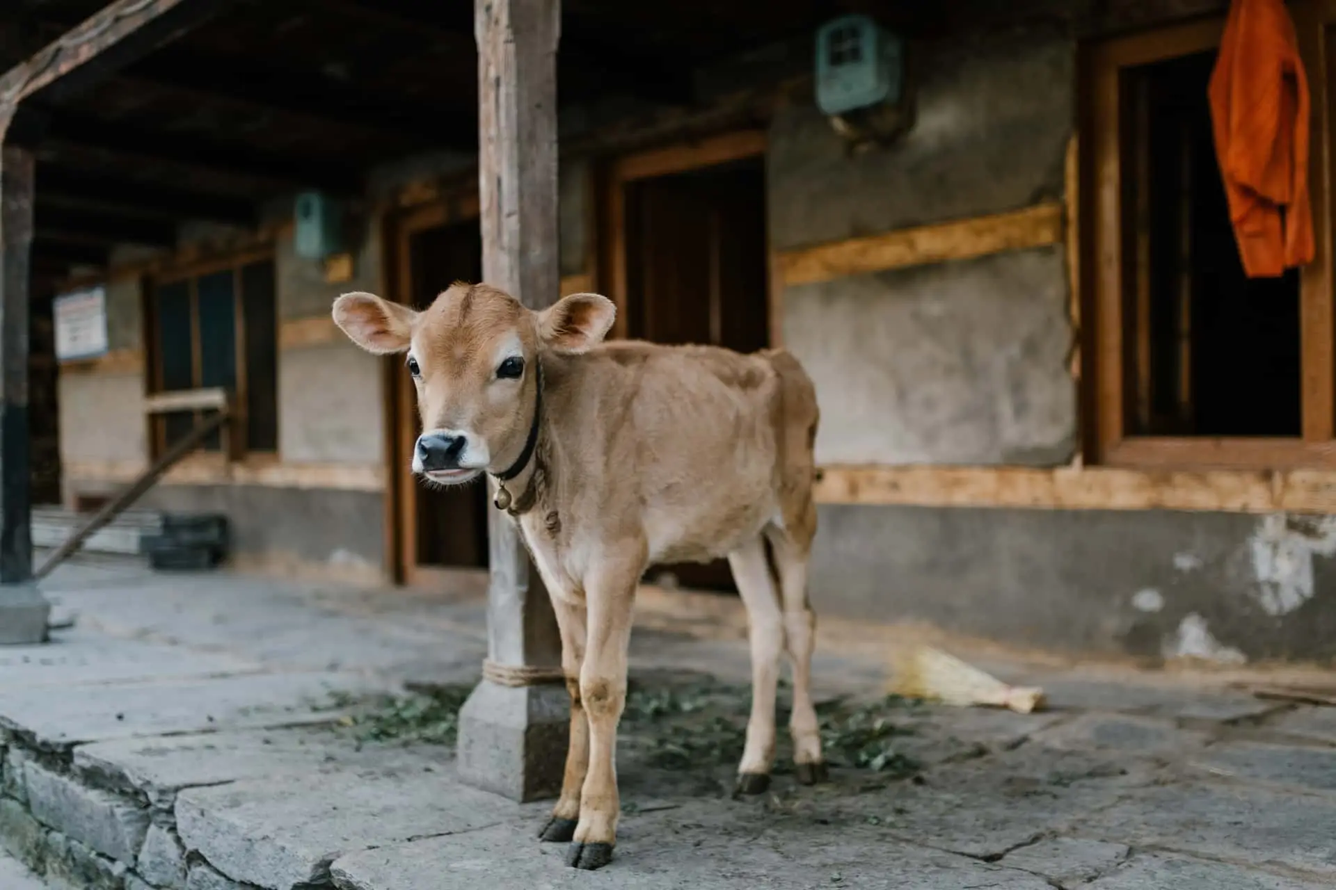 This is an image for an article on Heifer International which provides services through heifer cows and other not for profit program