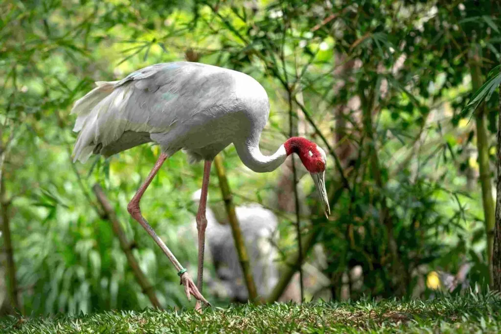 This is an image of two Sarus Crane birds standing in the lush green forest.