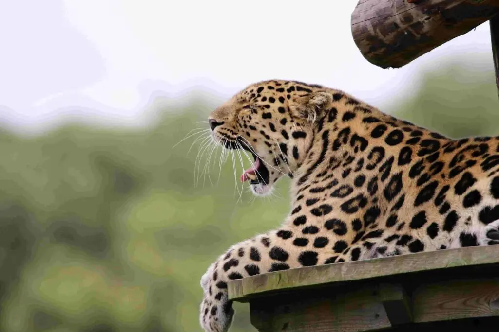 This is an image of a tiger sitting on a rack, and this image was captured by the wildlife enthusiasts from the wild animal safari tour