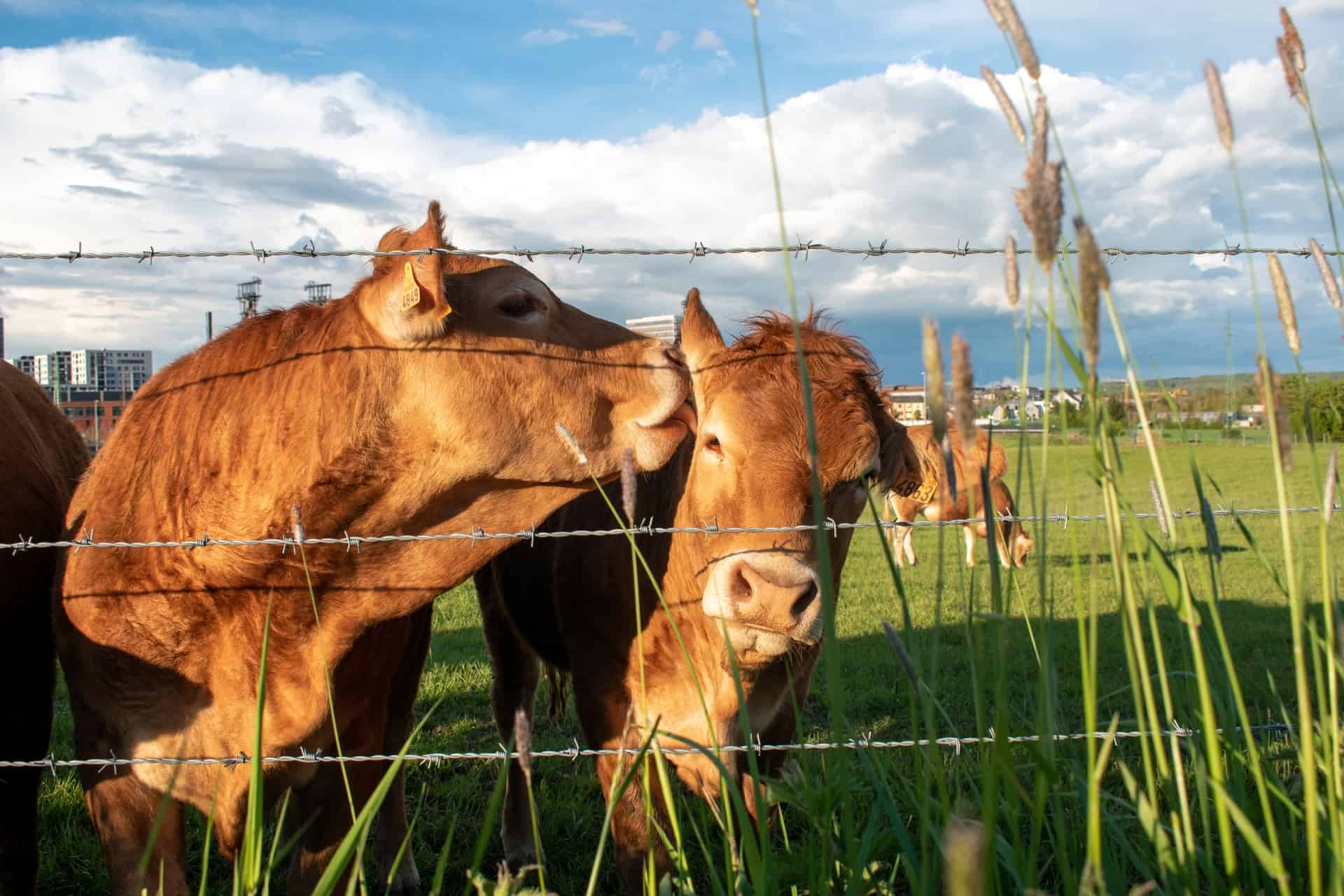 This is a featured image of the guide about Heifer cow