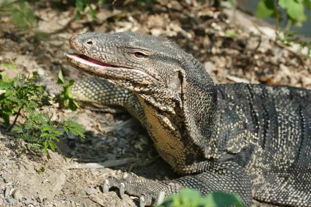 This is the image of a monitor lizard, also called an Indian monitor lizard or a Bengal monitor lizard. Its zoological name is Varanus bengalensis, and it's a reptile in the wild animal category.