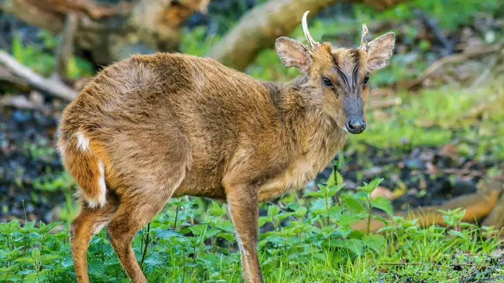 This is an image of a Muntjac deer standing in the forest. Muntjac is also called barking deer.