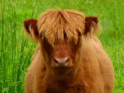 highland cattle, Scottish highland cattle, miniature highland cattle, highlander cattle, what are highland cattle used for, are highland cattle used for meat, where did highland cattle originate, where to buy highland cattle, highland cattle for sale