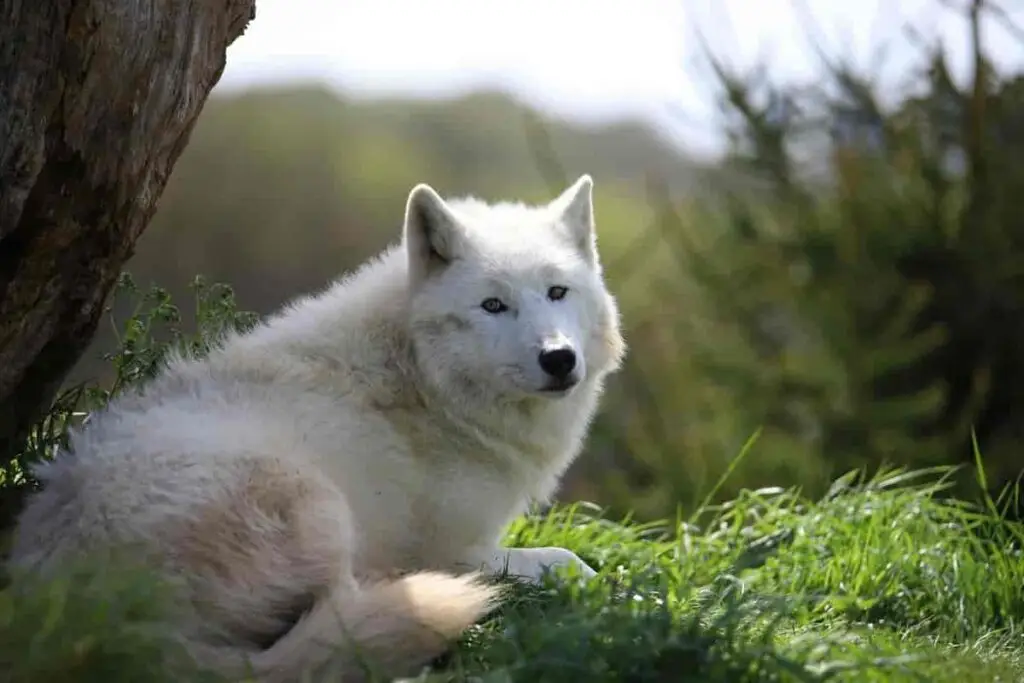 An image of wild animal, the Arctic Wolf