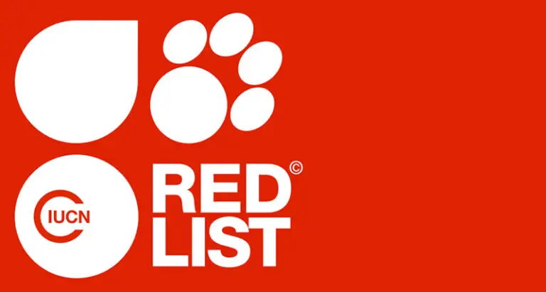 IUCN Red List: The Ultimate Conservation Efforts to Protect Wildlife